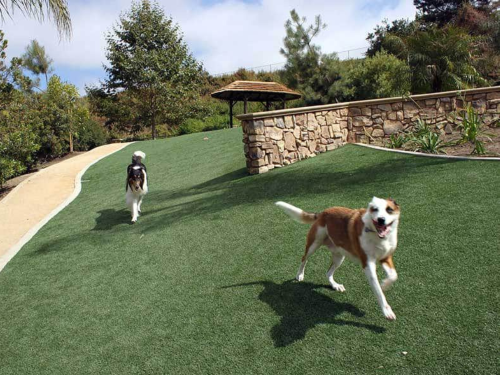 dogs on pet turf san diego by hometurf